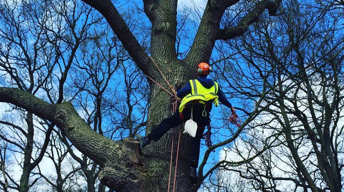 George Rockell climbing tree